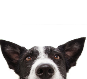 10 ANIMALS WITH THE BEST HEARING - Alpaca Audiology 10 ANIMALS WITH THE BEST HEARING - Alpaca Audiology